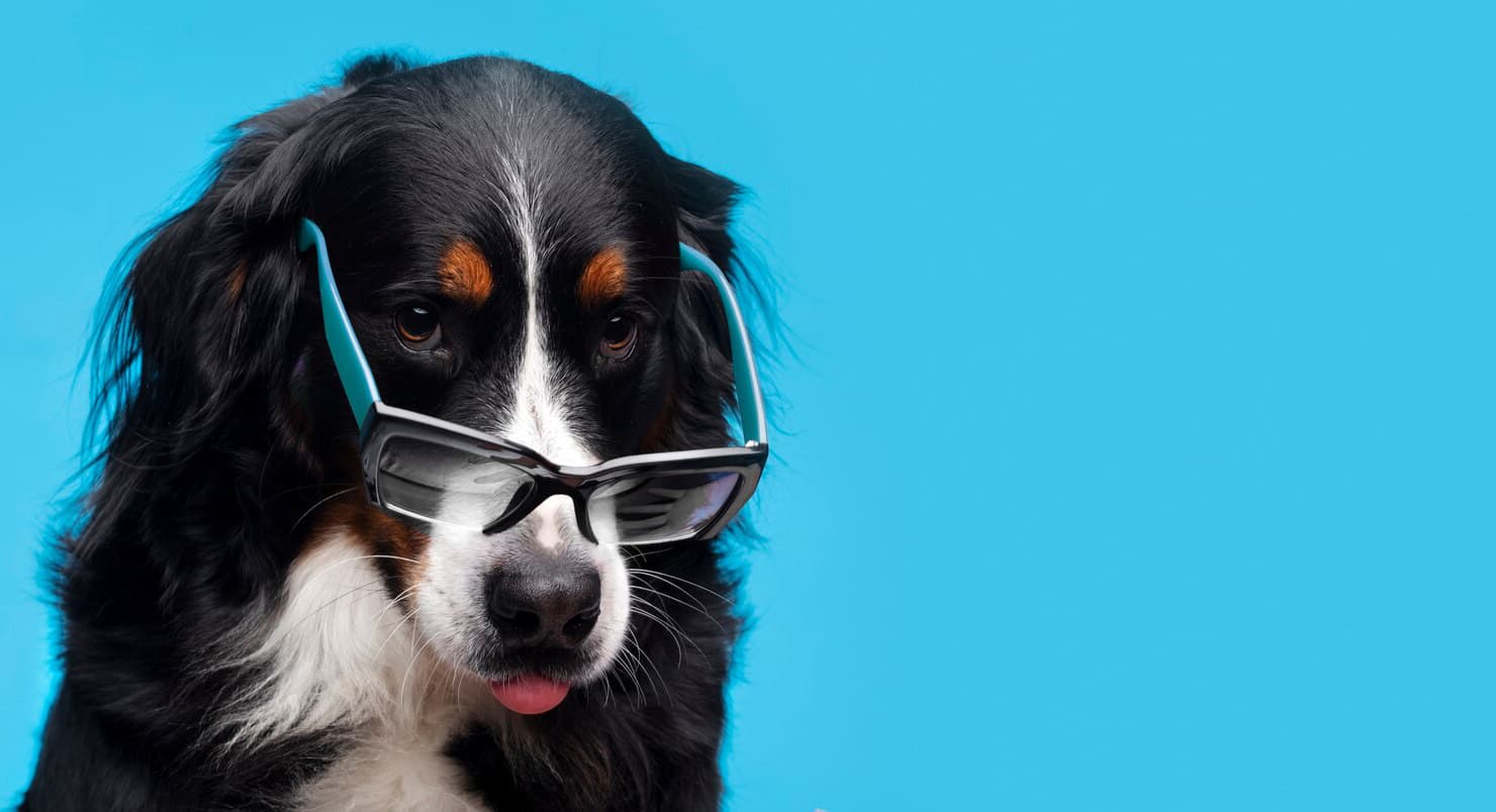 Dog with glasses and headphones