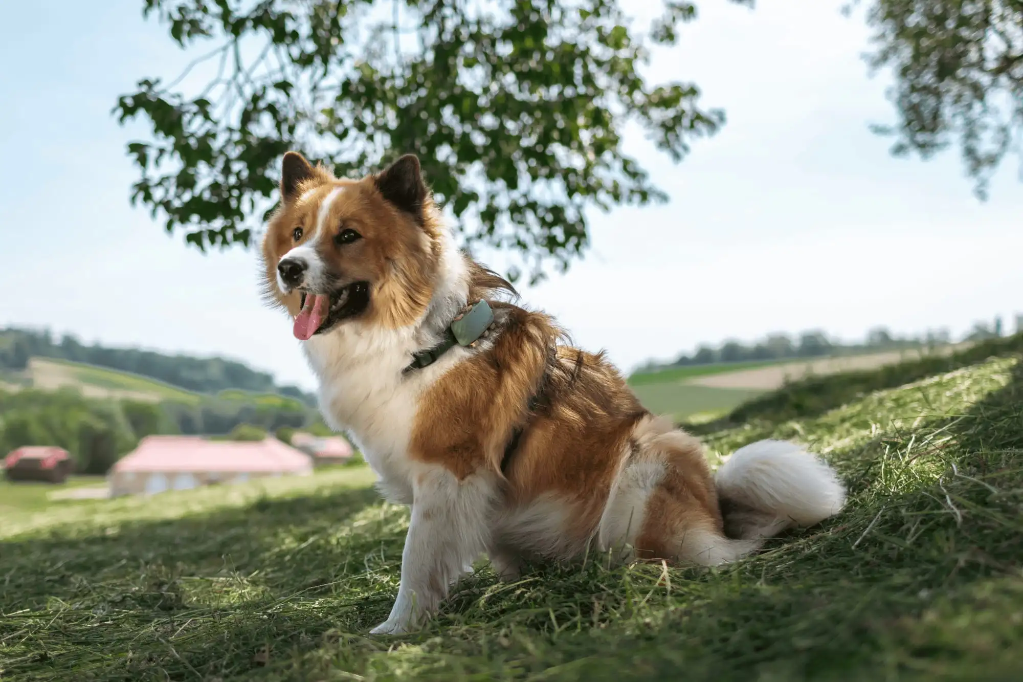 Cane con Tractive