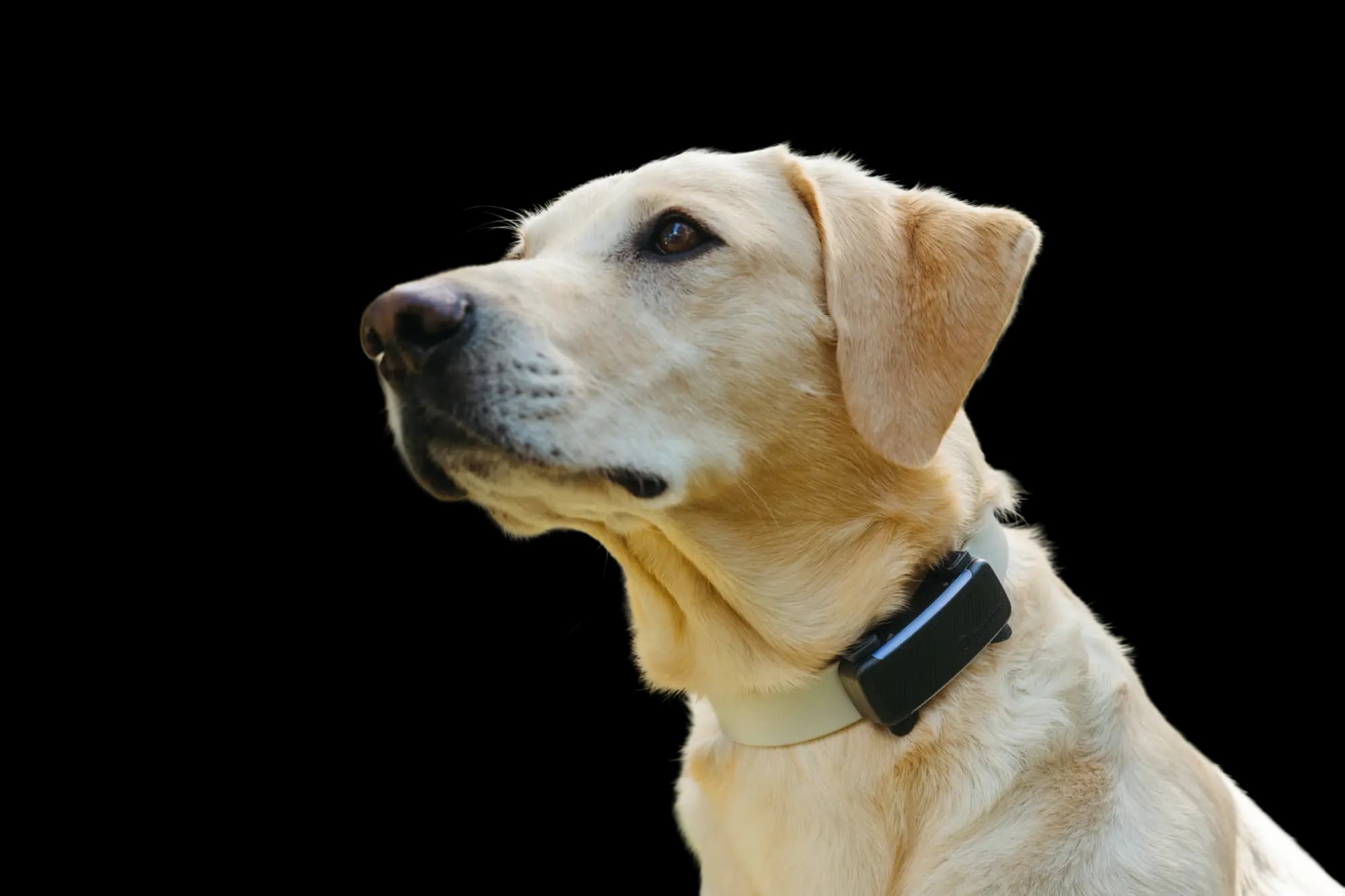 Cane con GPS Tractive